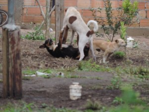 Uma das imagens da equipe de reportagem, de uma briga de cachorro no Worst Waldraff I Foto: Marciel Borges