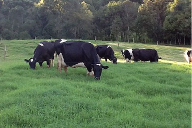 Produtores vão deixar as vacas nos pastos para não tem prejuízos. Um dos agricultores James Nalon, torce para a situação melhorar e não sair no prejuízo. Foto: James Nalon Junior
