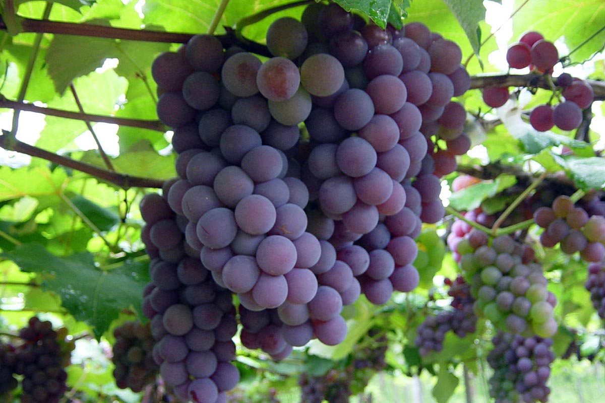 Ксиномавро сорт винограда